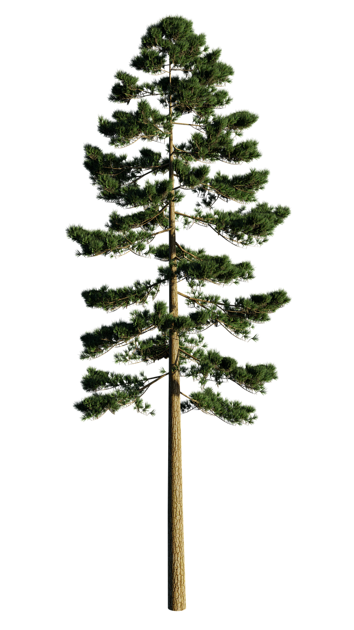 Tall-pines-tree